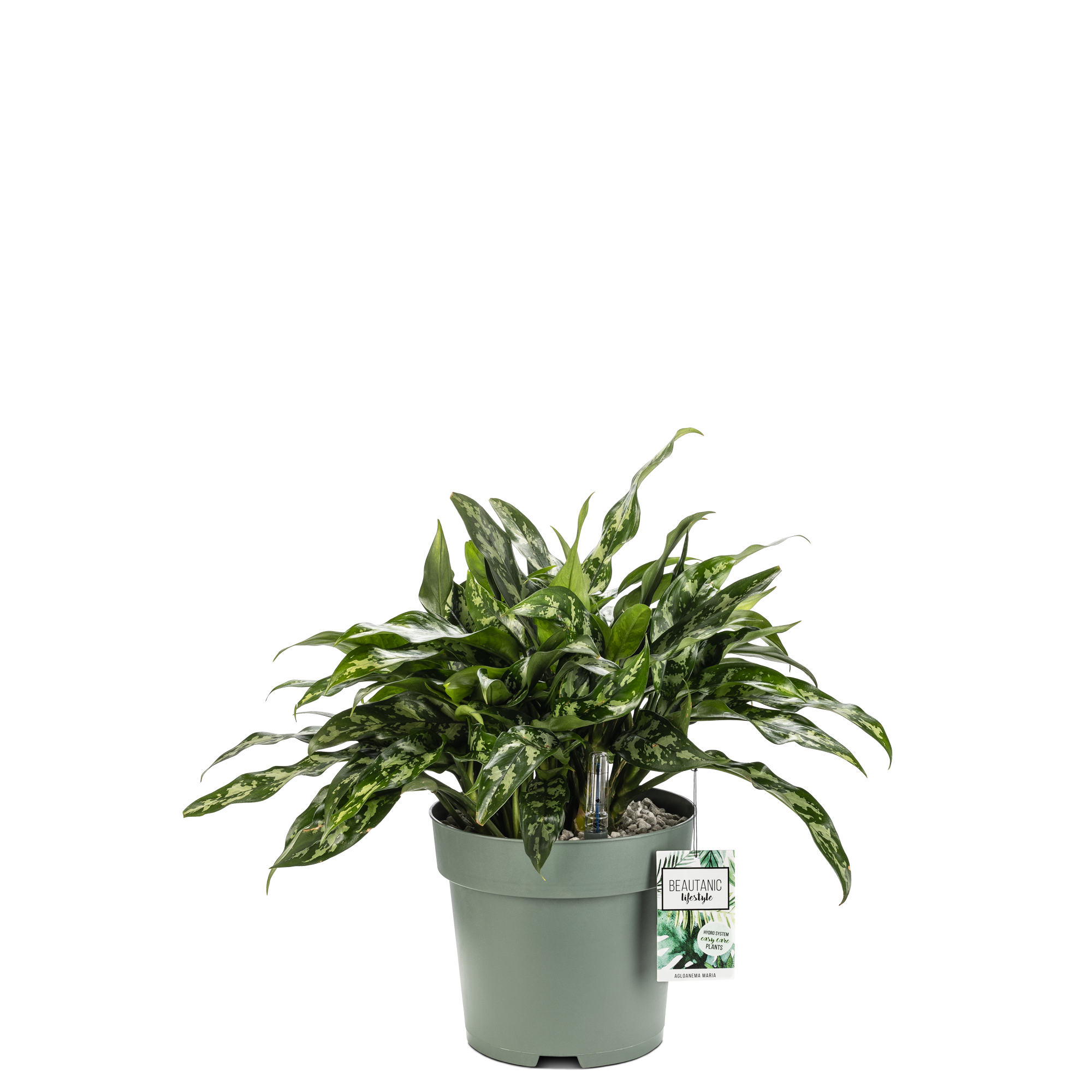 aglaonema maria verzorging Aglaonema Maria | Hydrocultuur
