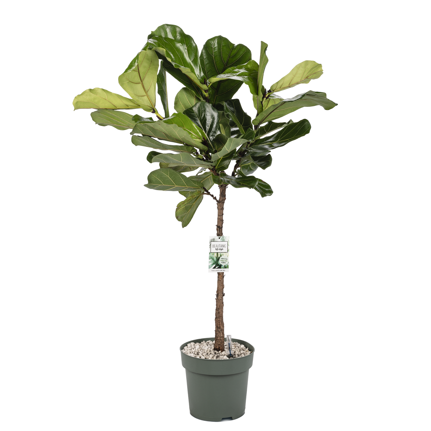 Ficus Lyrata op stam