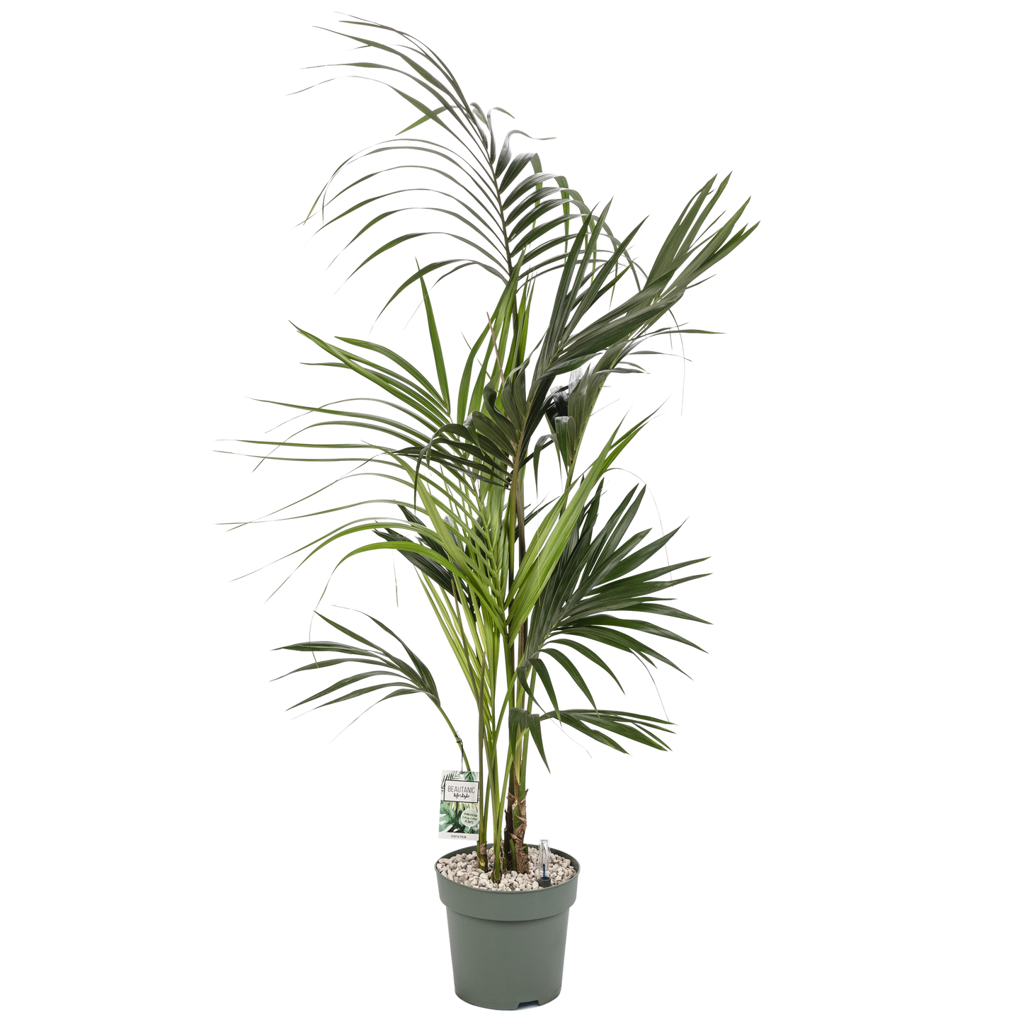 Kentia Palm