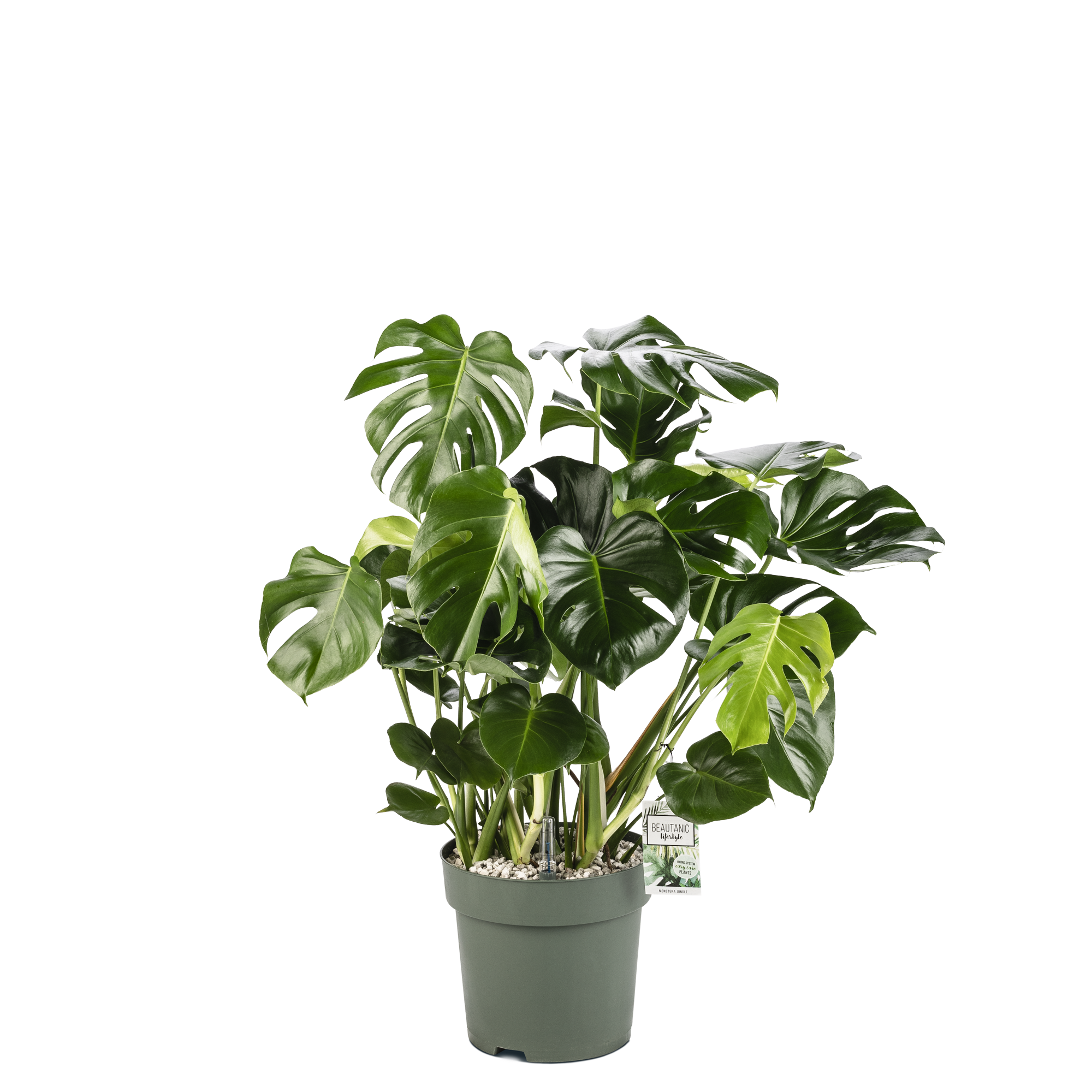 monstera holland Want to buy Monstera Deliciosa (Hole Plant)? | 110cm high