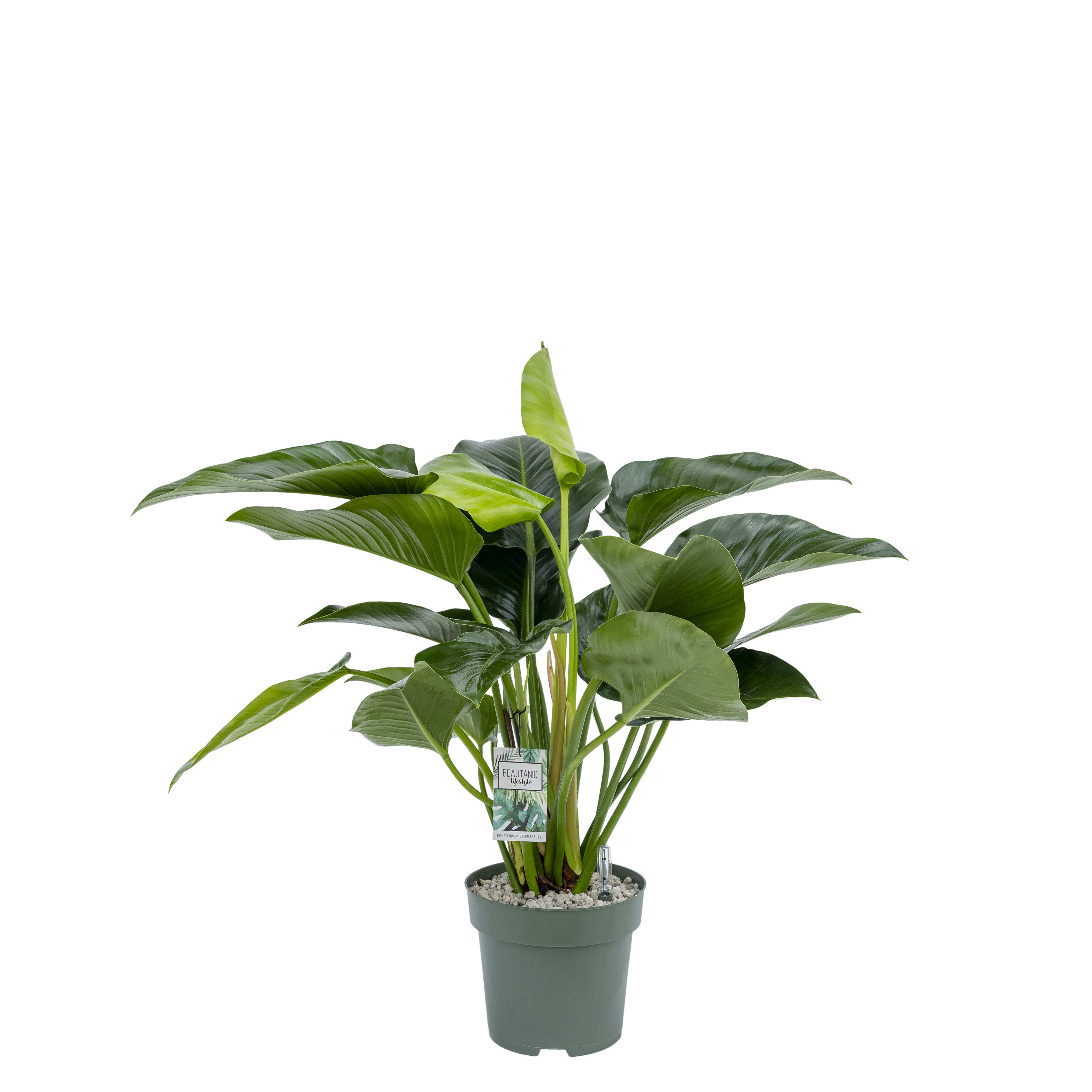 green diamond philodendron in water Want to buy Philodendron Green Beauty? | 90cm high