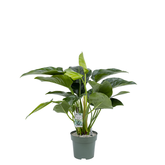 Philodendron Green beauty