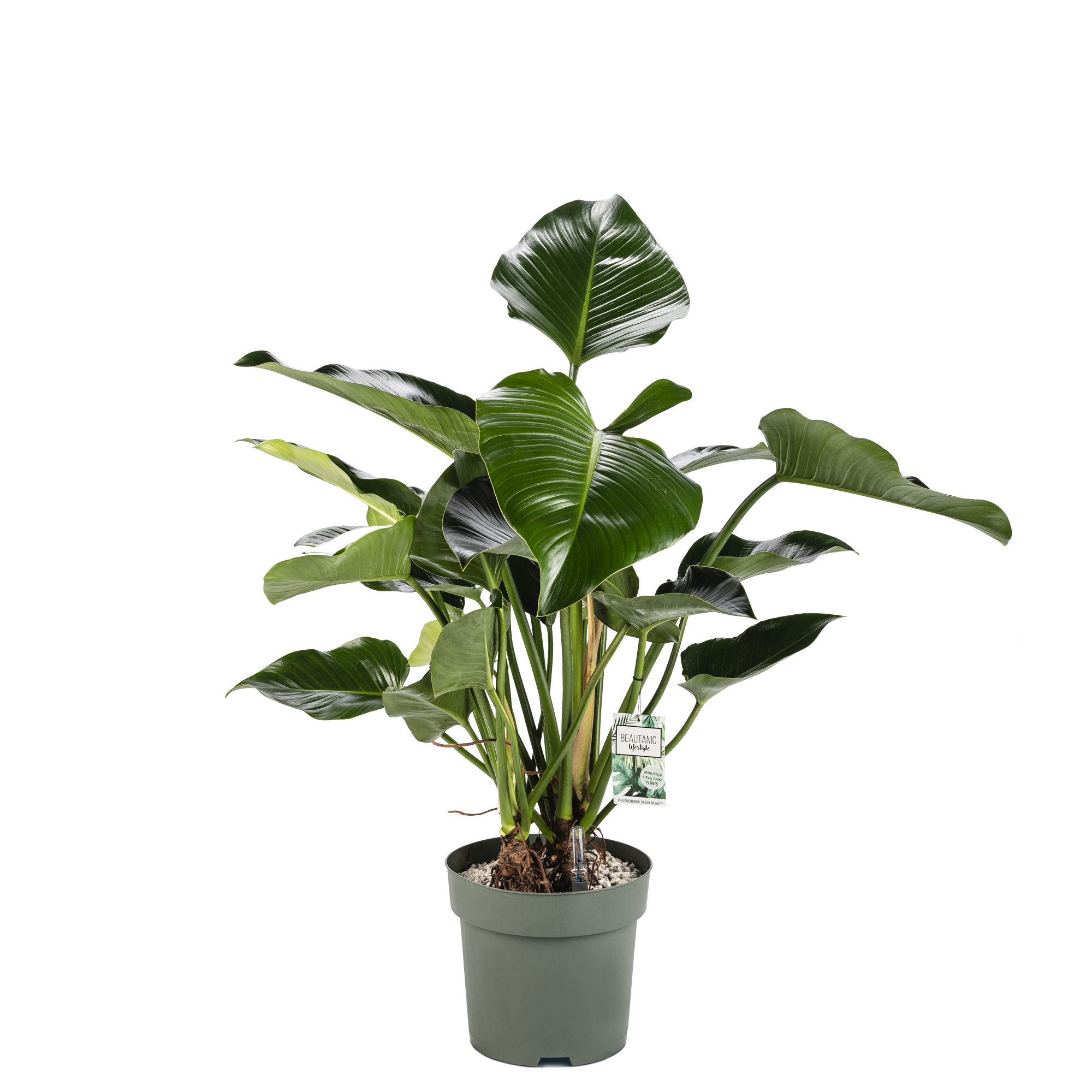 Möchten Sie Philodendron Green Beauty kaufen? | 110cm hoch