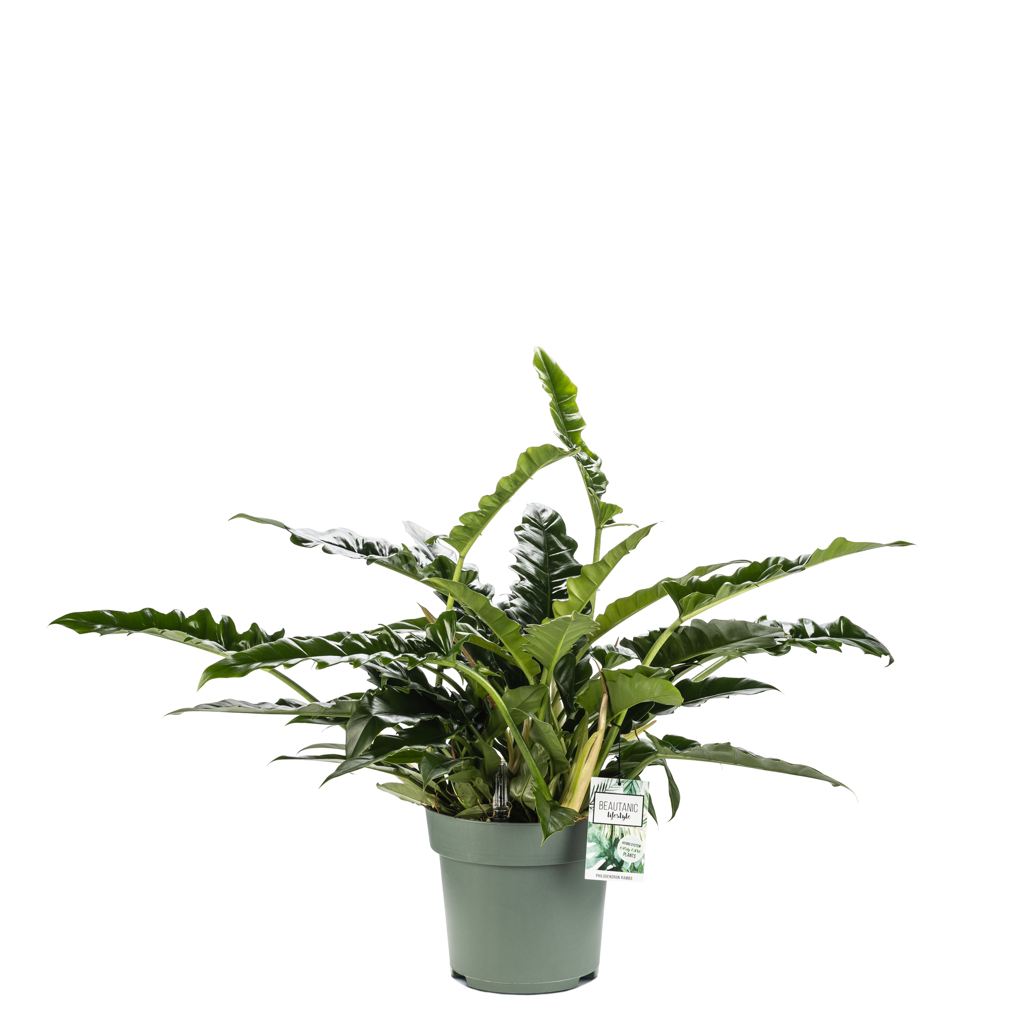 philodendron rambo Want to buy Philodendron Narrow Escape? | 70cm high