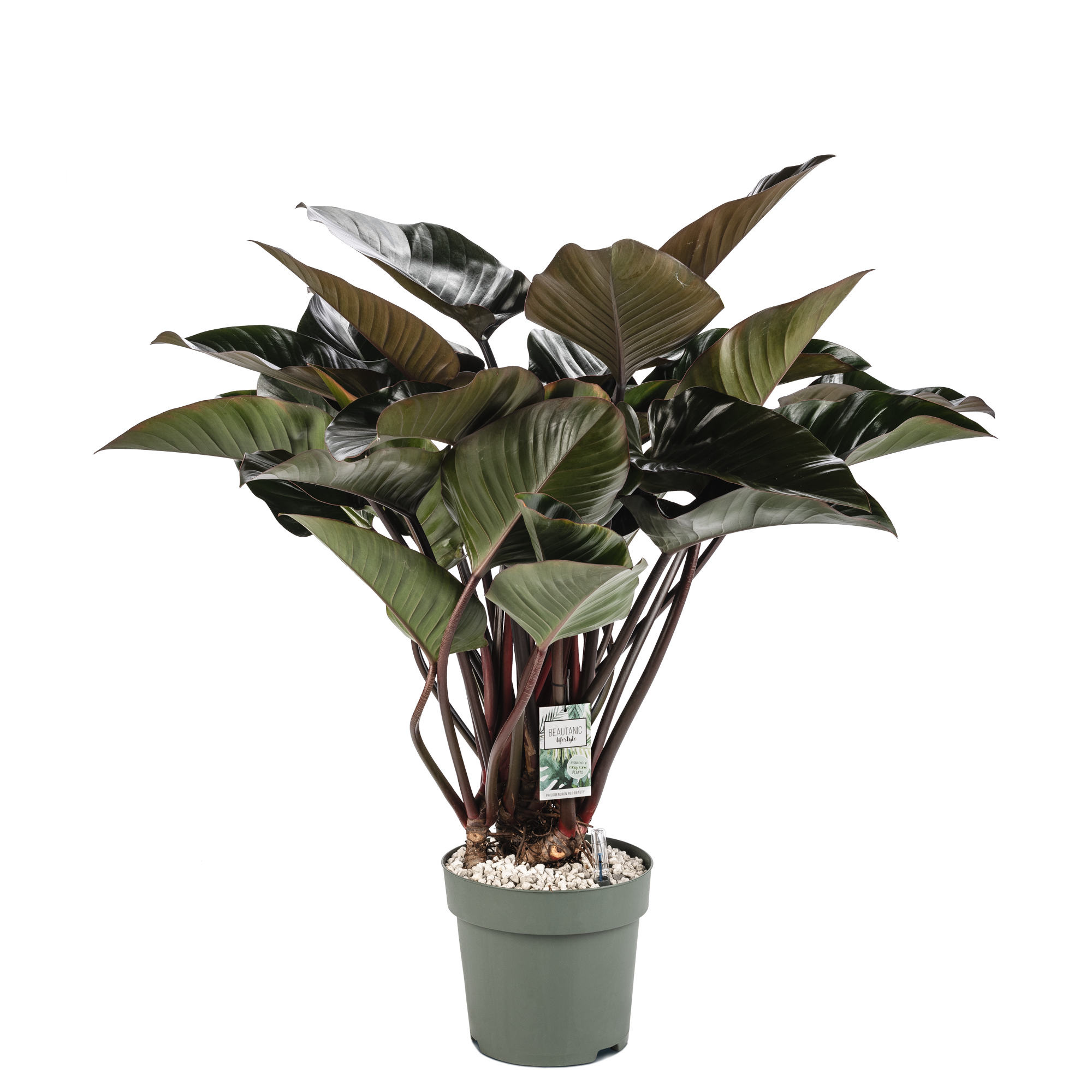 photinia fraseri immergrün Photinia fraseri 'Red Robin' Mehrstämmig / Strauch main image 1