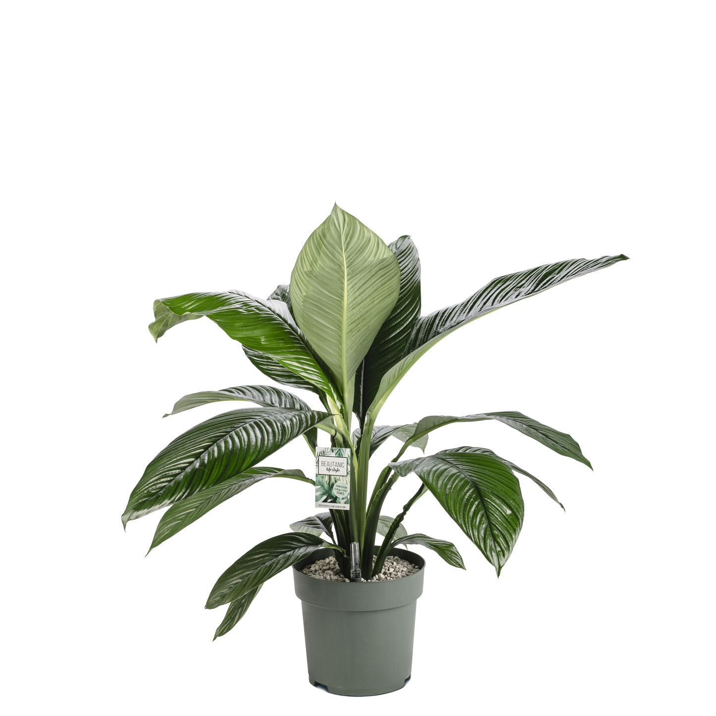 Spathiphyllum Sensation