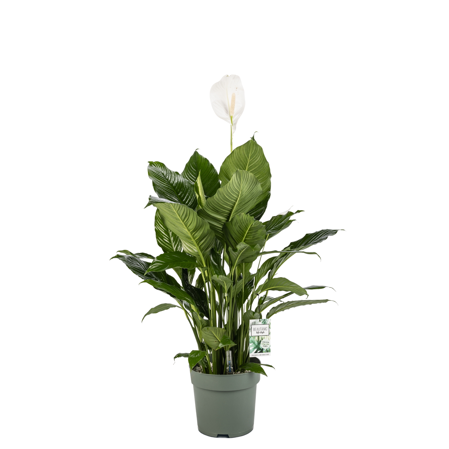 Spathiphyllum Sebastiano