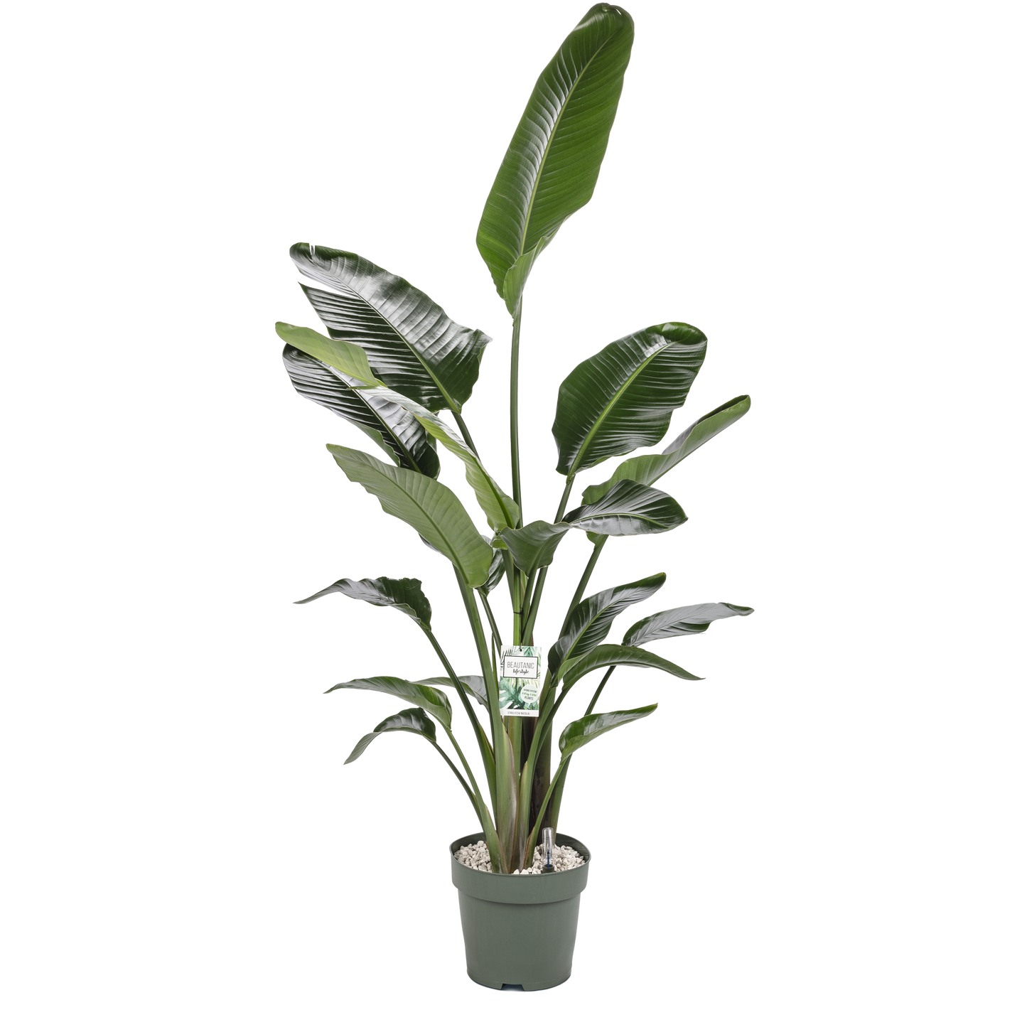 Paradijsvogel plant op hydrocultuur