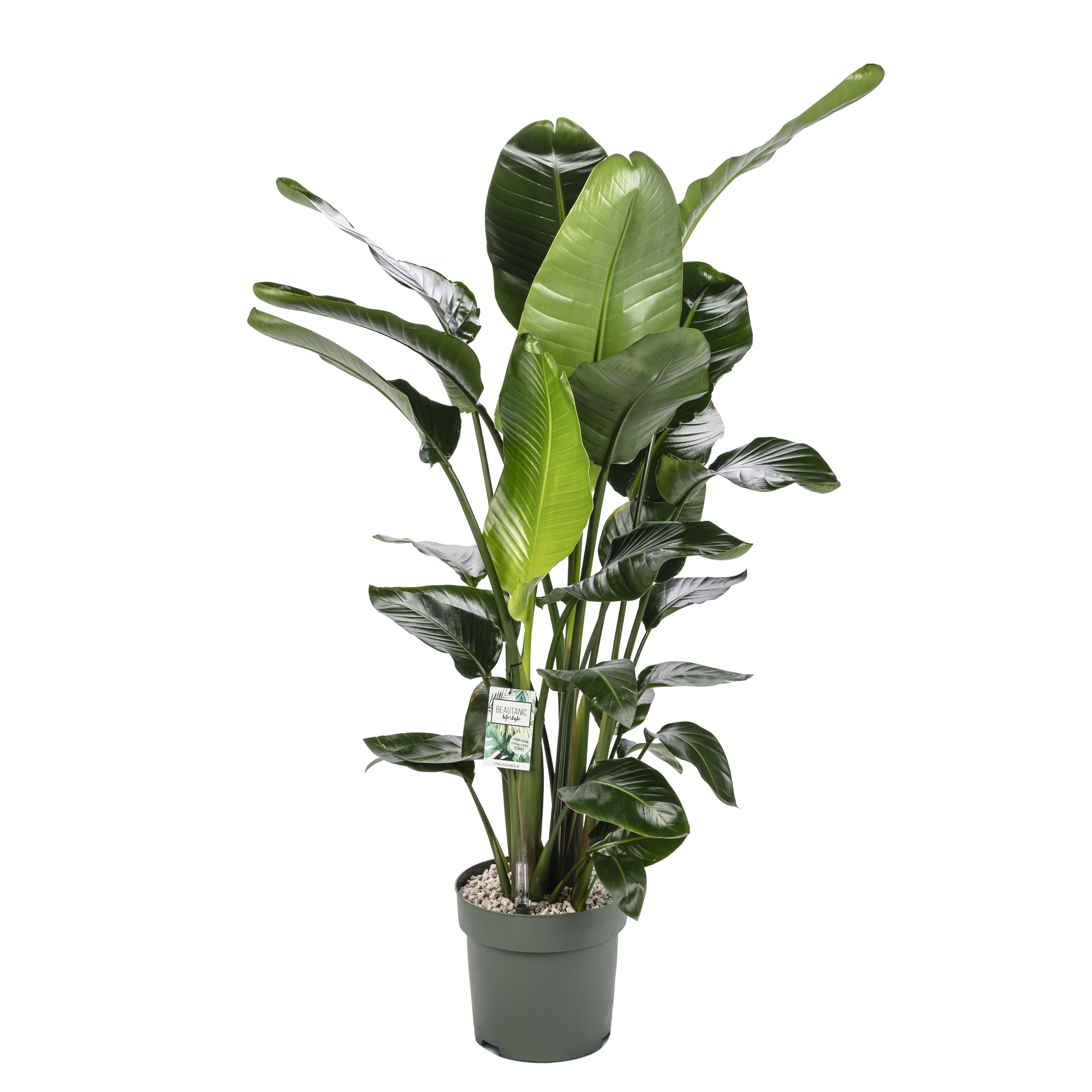 strelitzia nicolai wie viel wasser Möchten Sie Große Strelitzia Nicolai (Paradiesvogelpflanze) kaufen? 160 cm  hoch – Beautanic Lifestyle