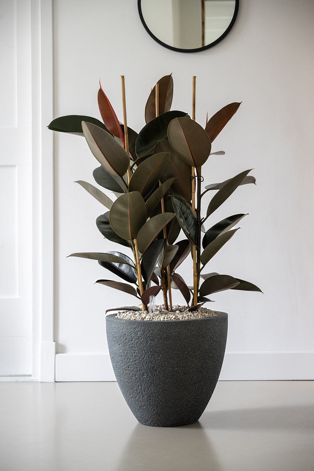 Ficus Mandela