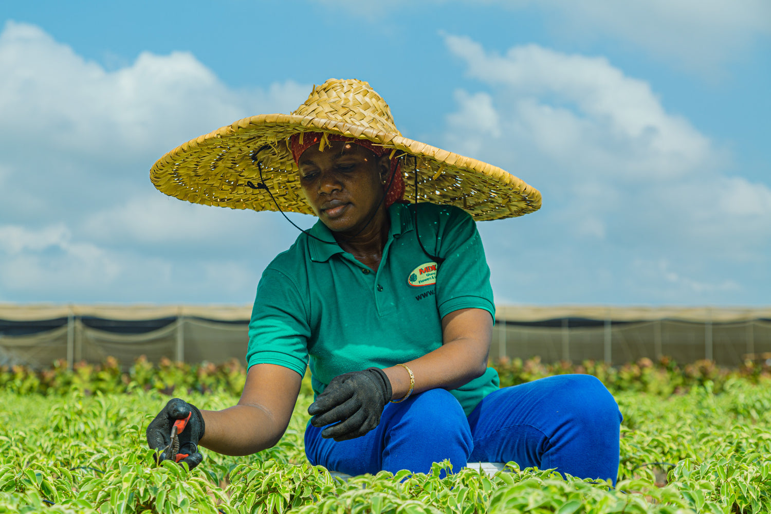 Werkende Ghanese vrouw bij de MDK kwekerij in Ghana.