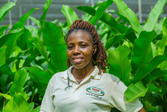 Ghanese vrouw als leidinggevende bij de MDK kwekerij in Ghana.