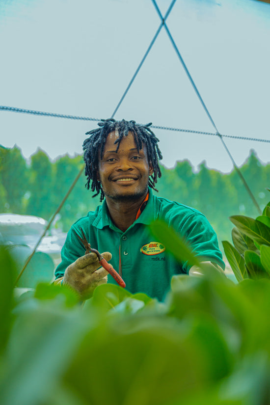 Ghanese man werkend bij de MDK kwekerij in Ghana.