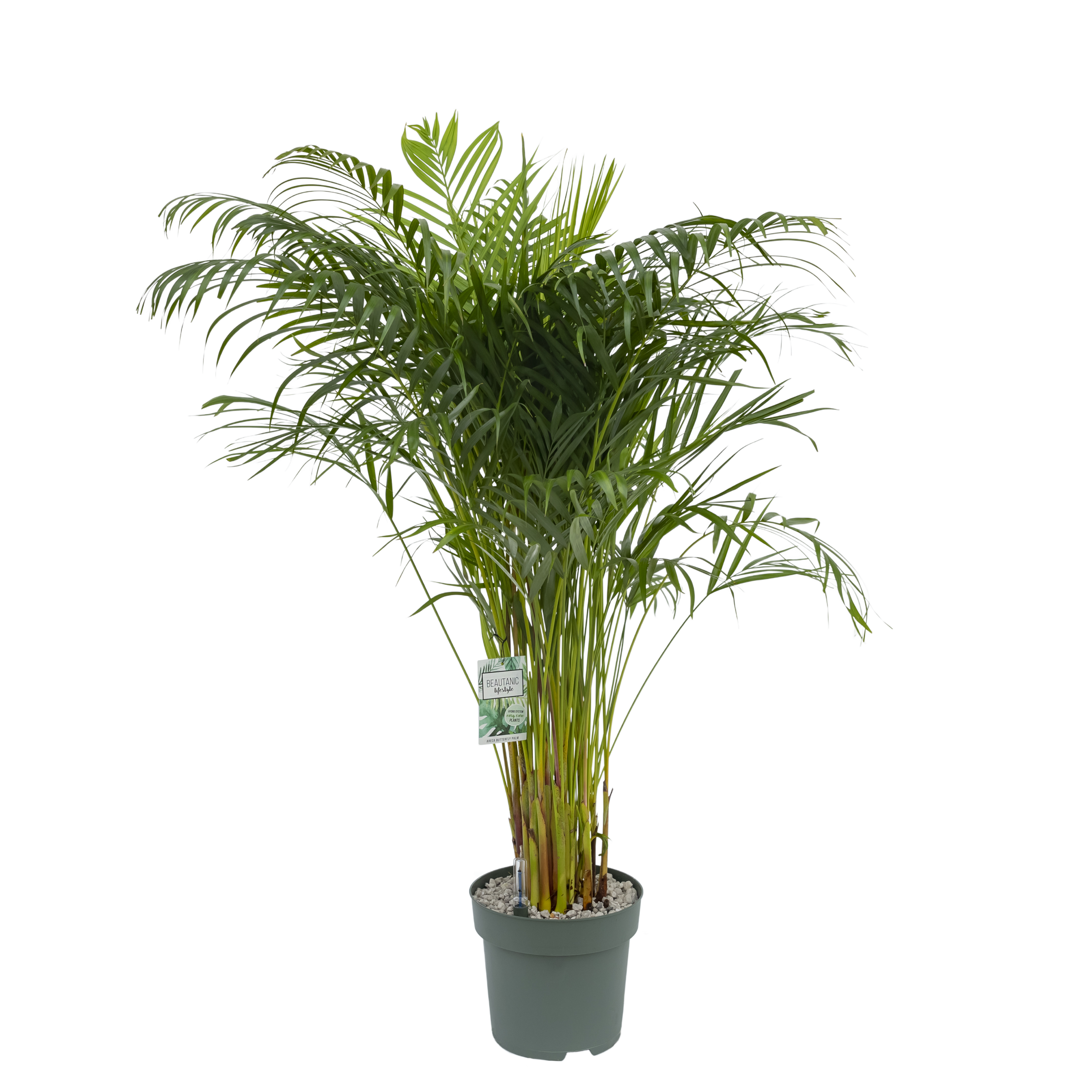 areca butterfly palm tree Areca Butterfly Palm (Gold Palm) 50cm High | Hydroponics
