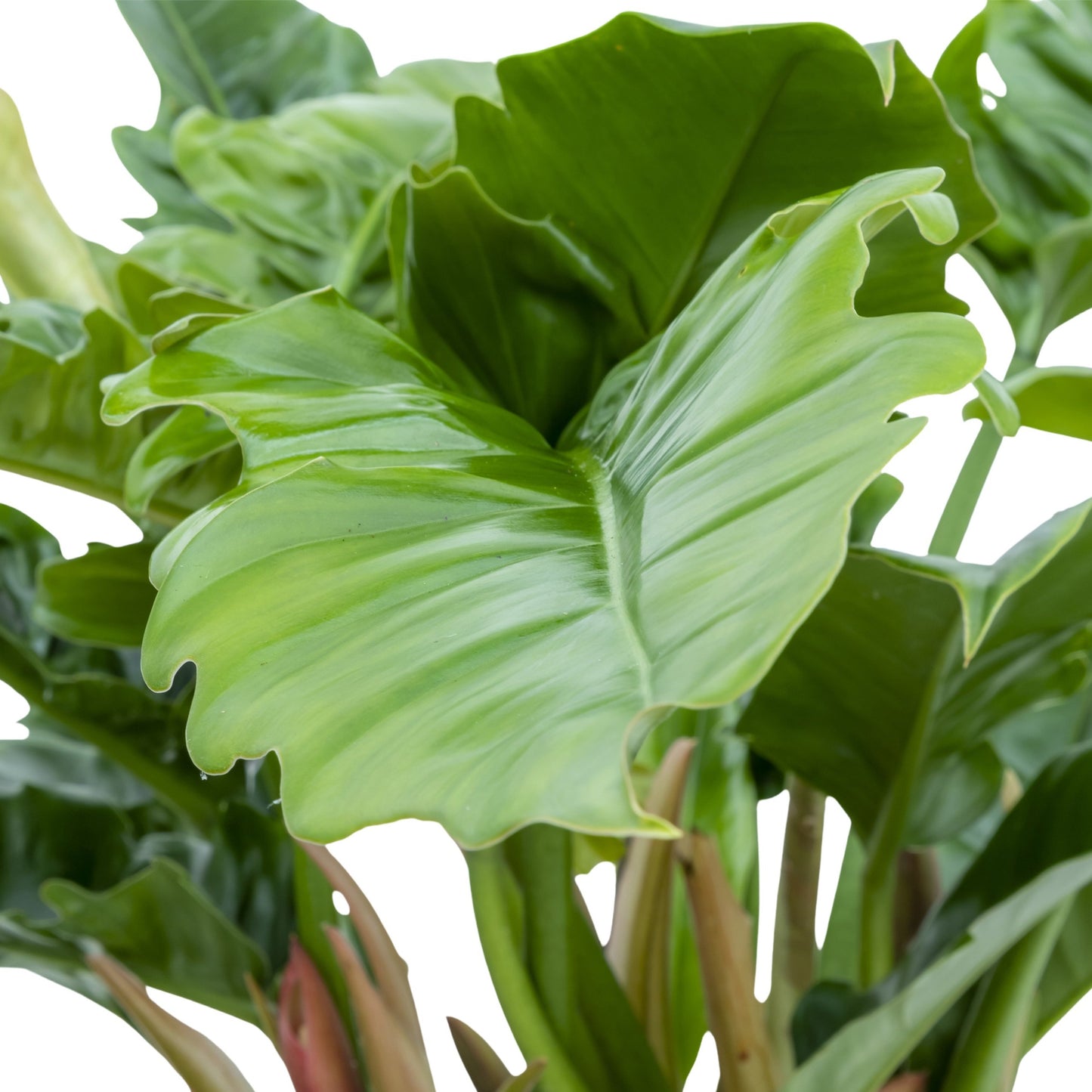 Philodendron Narrow Escape bladeren