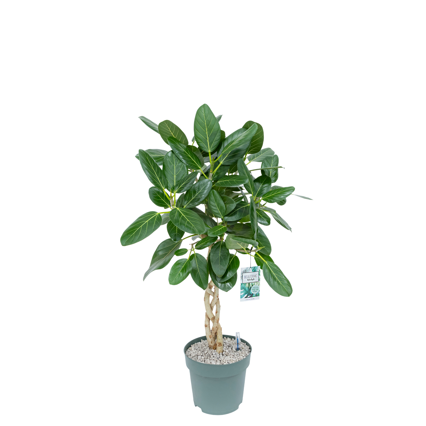 Ficus Audrey