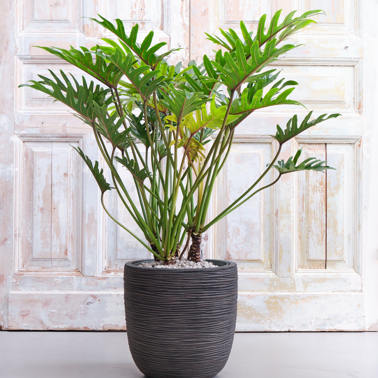 Pot round Rib black