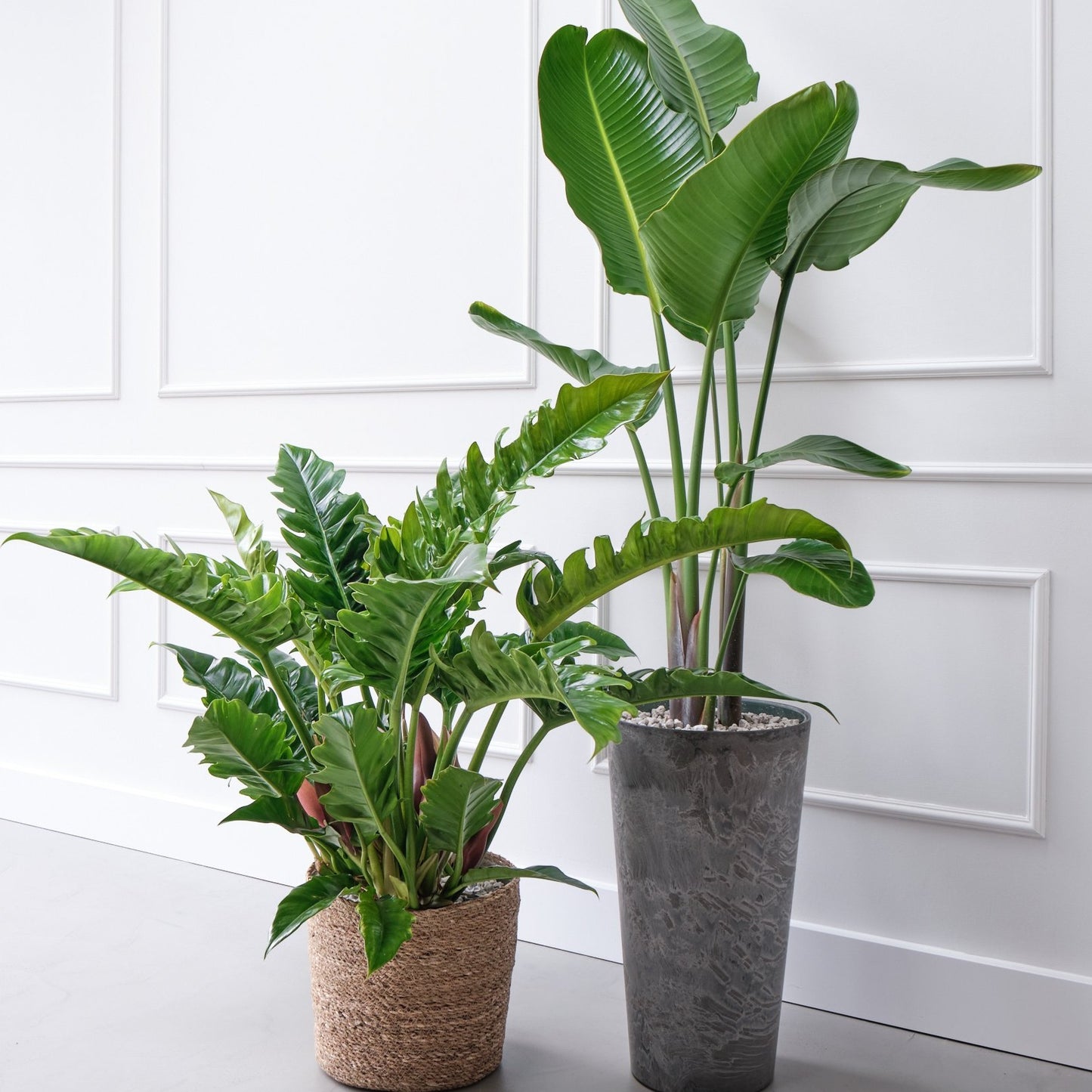 Philodendron Narrow Escape Strelitiza Nicolia