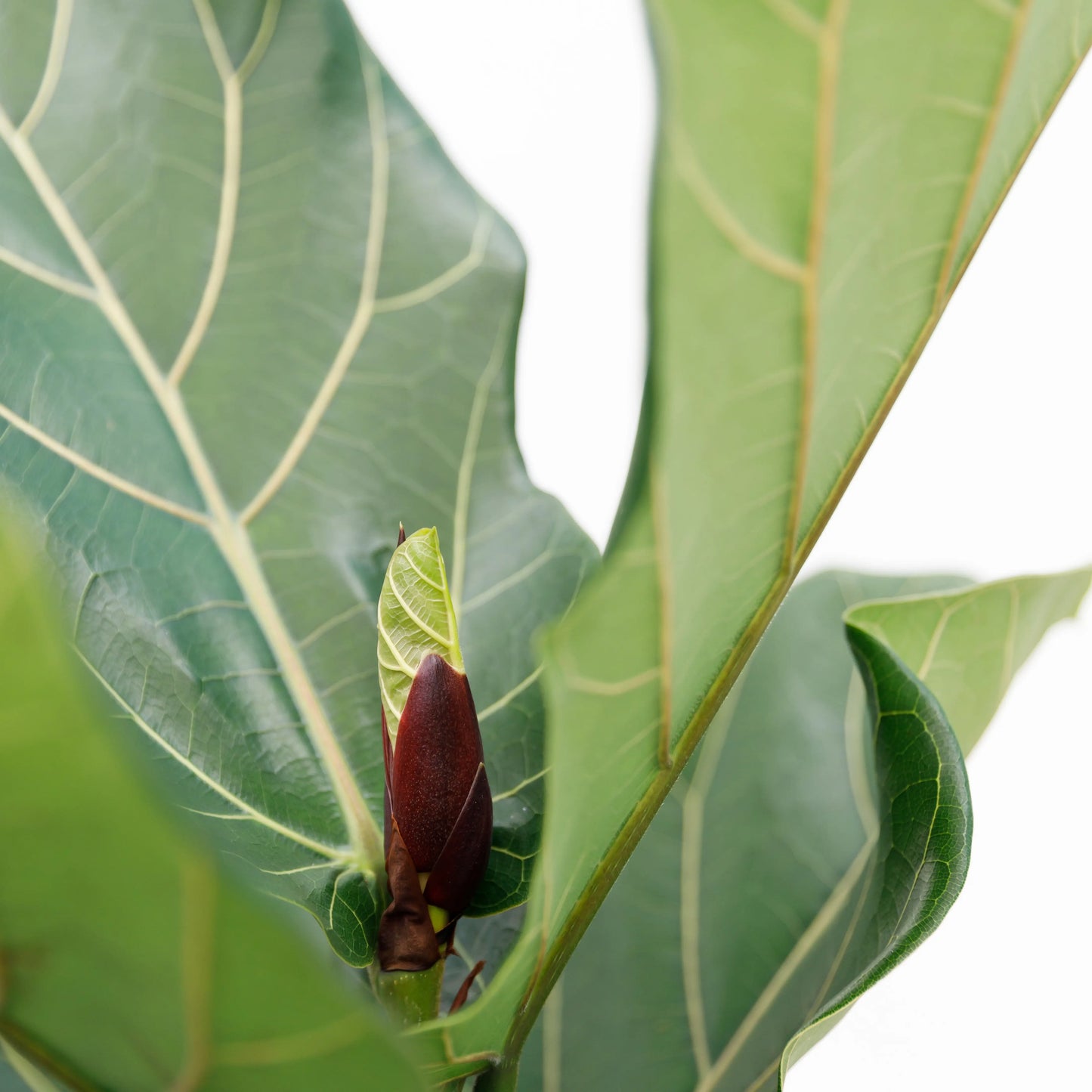 Ficus Lyrata op Stam