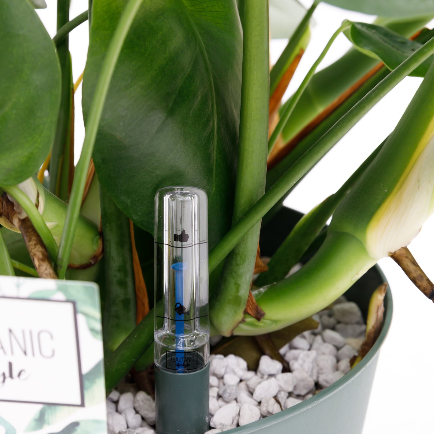 Monstera Deliciosa watermeter
