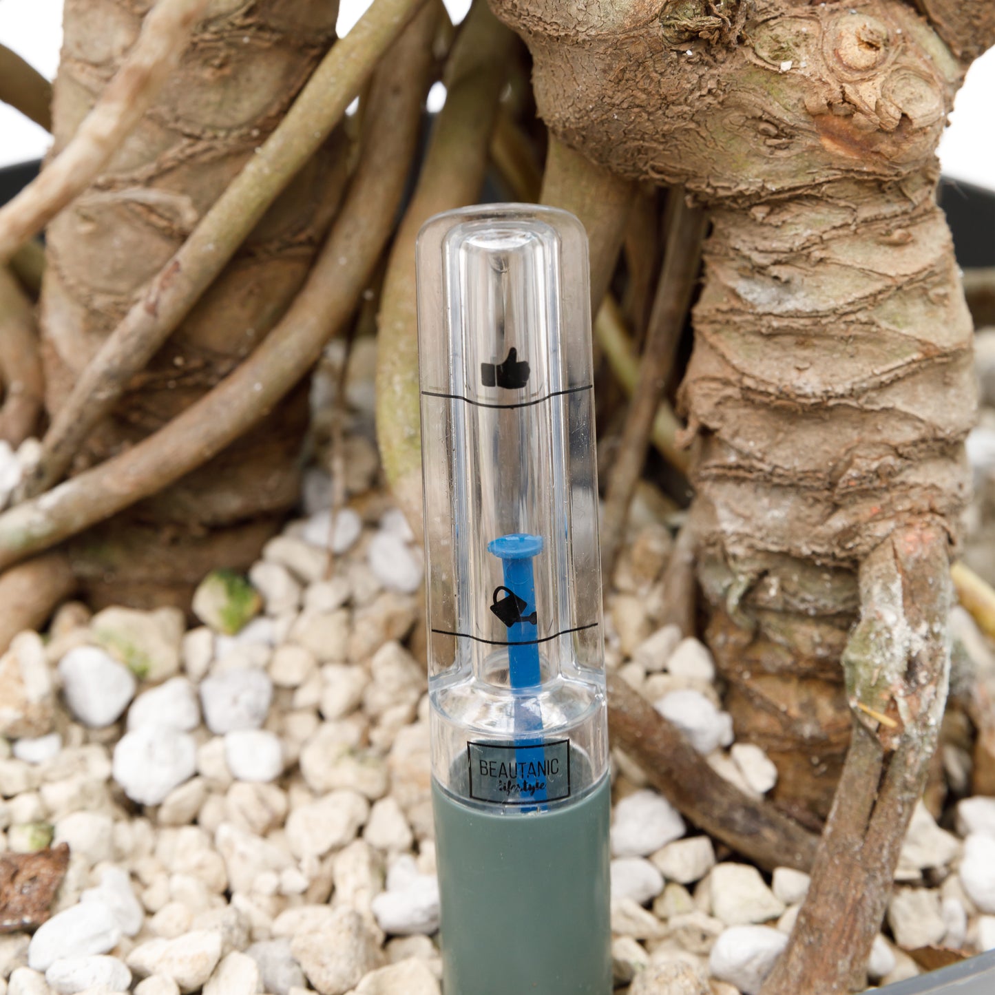 Philodendron Xantal stam