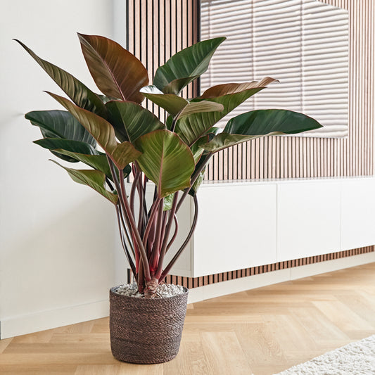 philodendron green beauty pflege Want to buy Philodendron Green Beauty? | 110cm high