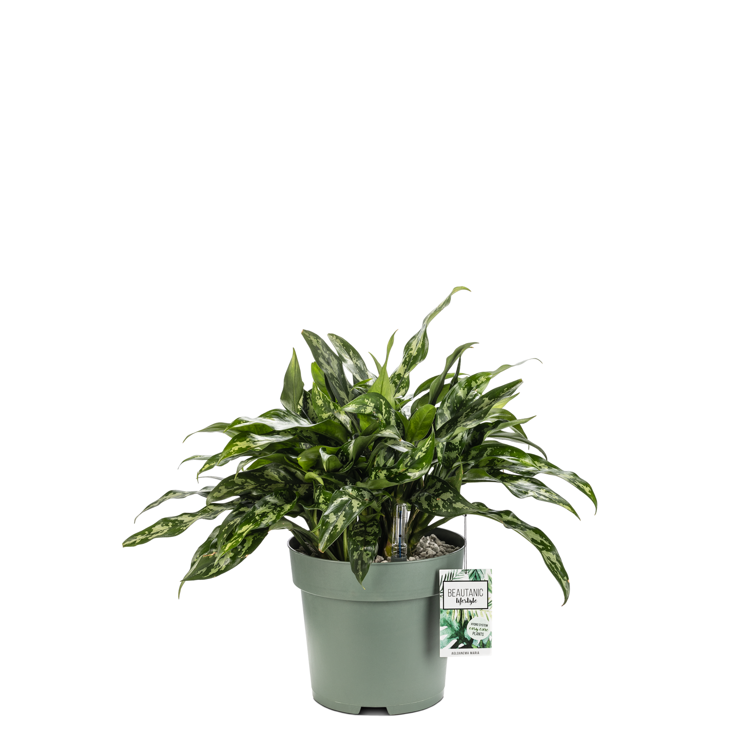 aglaonema standplaats Aglaonema Maria | Hydrocultuur