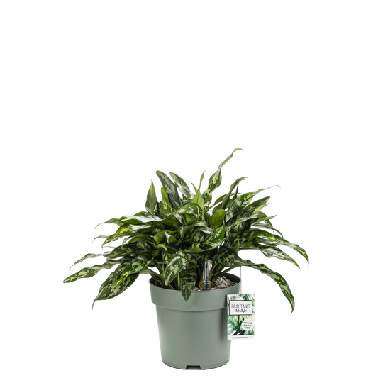 Aglaonema Maria