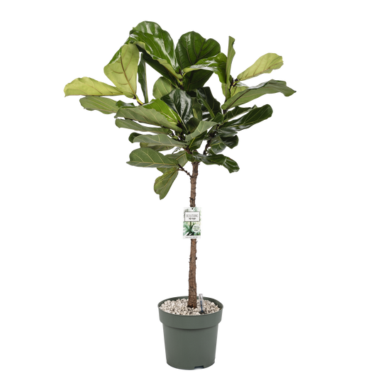 Ficus Lyrata am Stamm