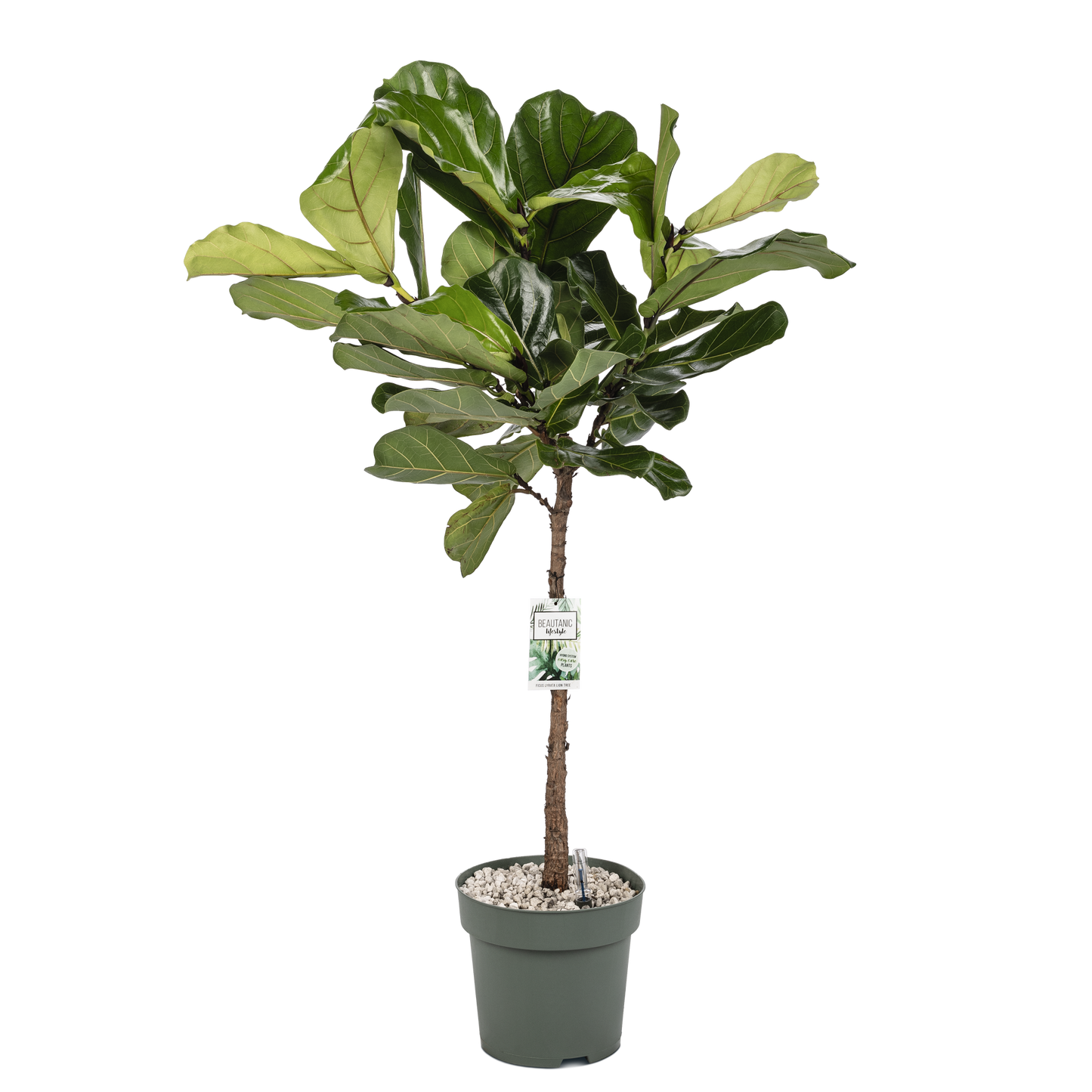 Ficus Lyrata op stam XL
