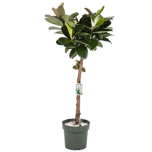 Ficus Makana XL