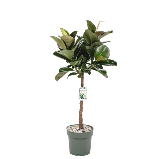 Ficus Makana