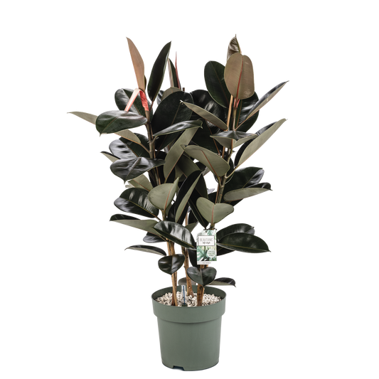 Ficus Mandela