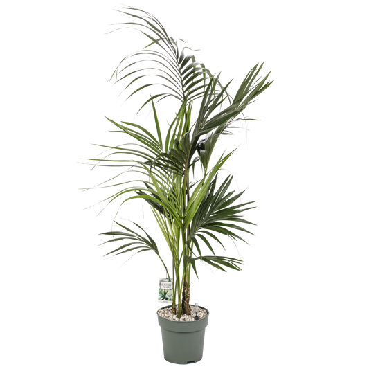 Kentia Palm