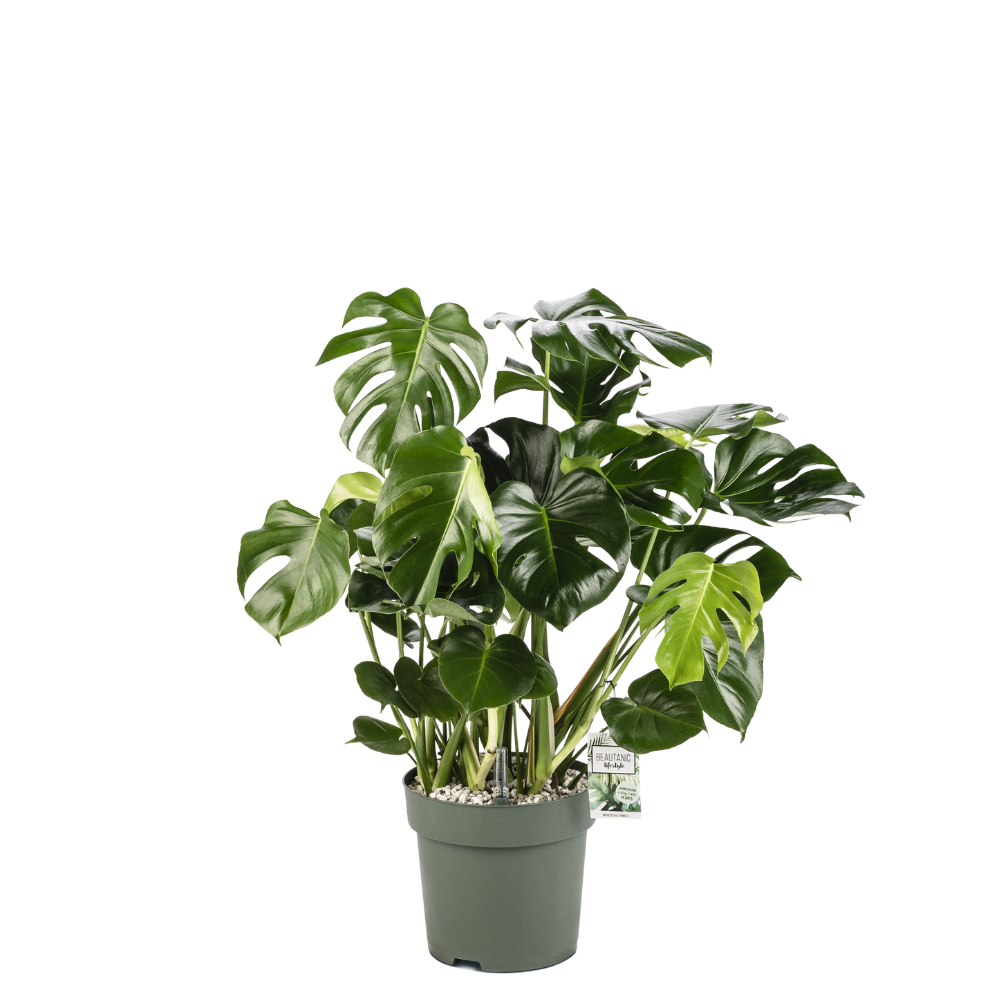 echte monstera deliciosa Want to buy Monstera Deliciosa (Hole Plant)? | 110cm high