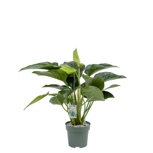 Philodendron Green Beauty