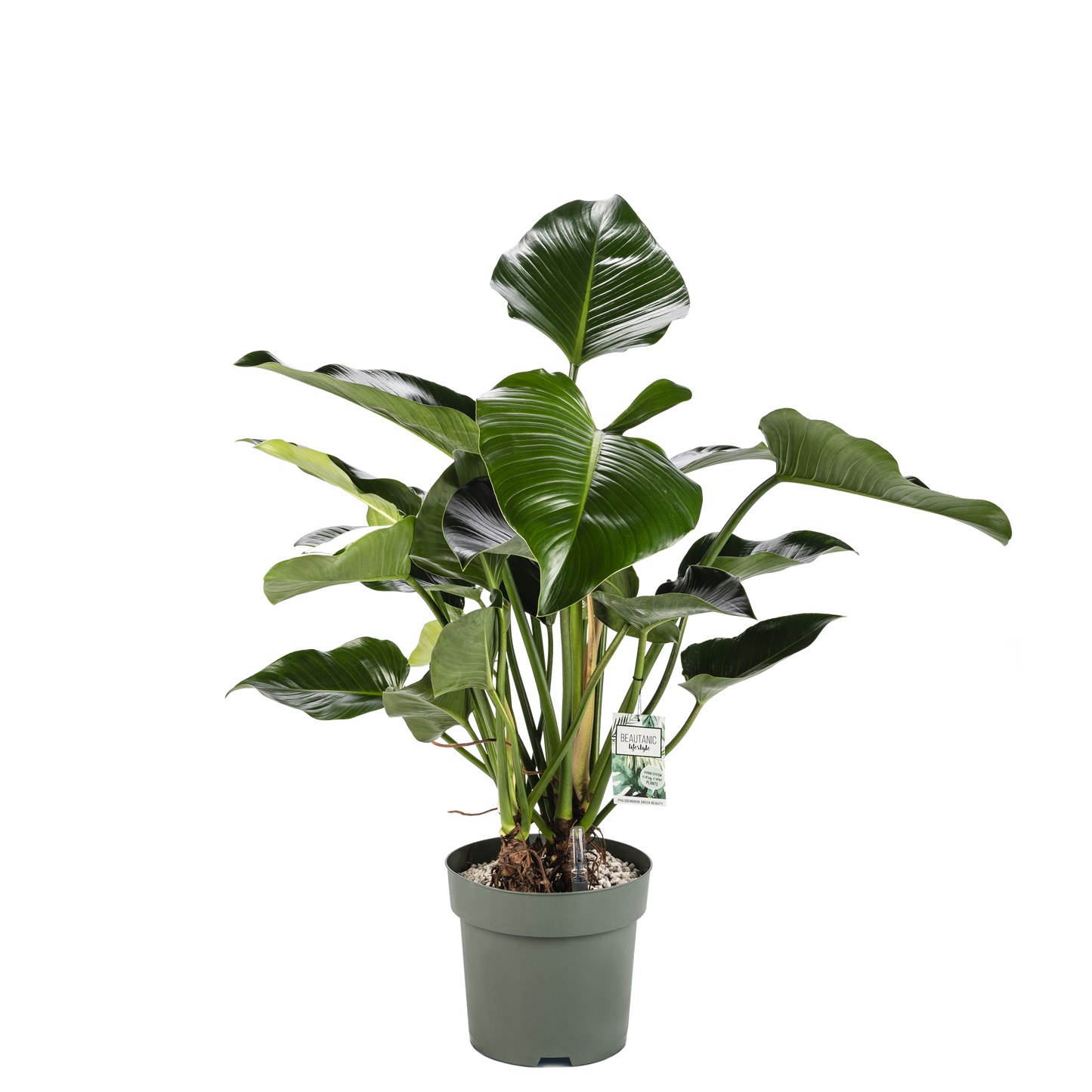 Philodendron Green Beauty op stam