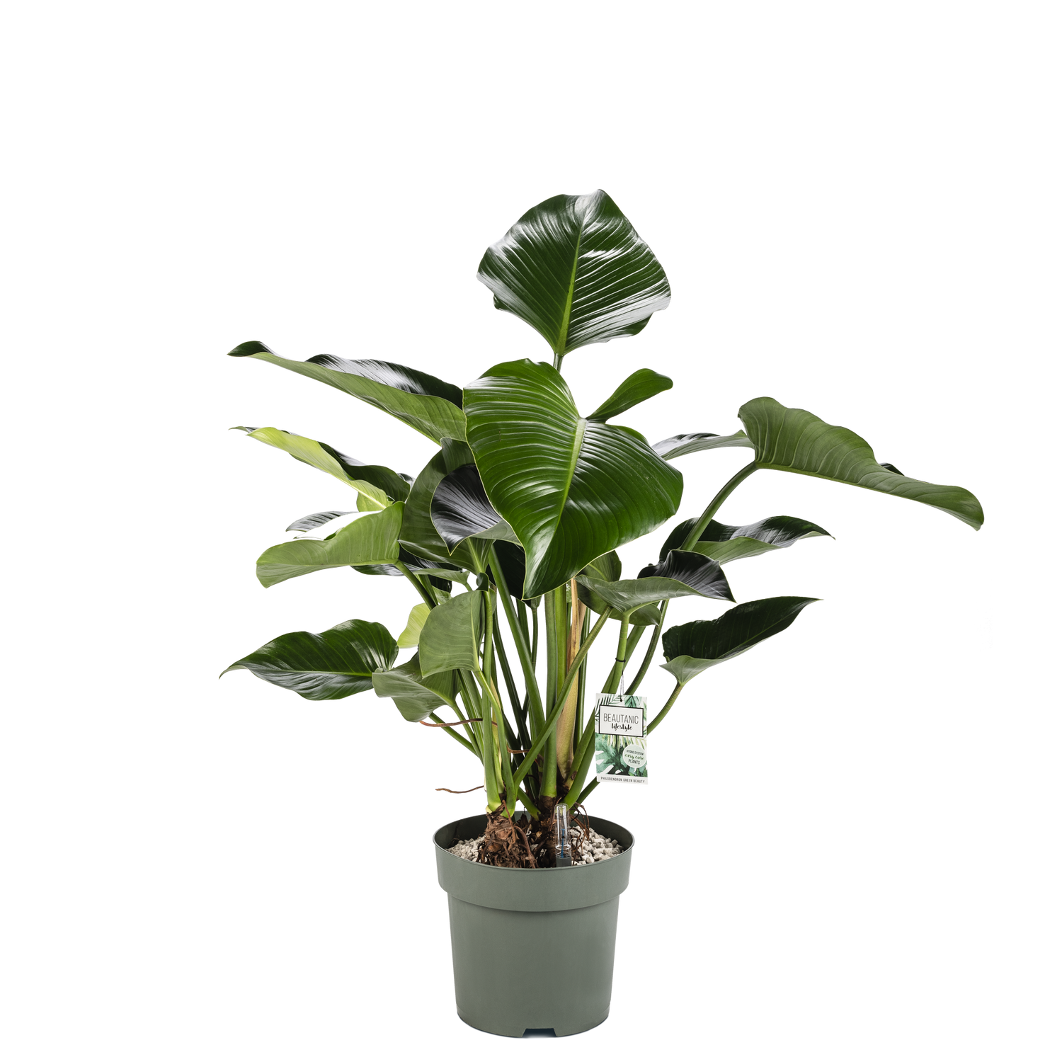 ist philodendron giftig Möchten Sie Philodendron Green Beauty kaufen? | 110cm hoch
