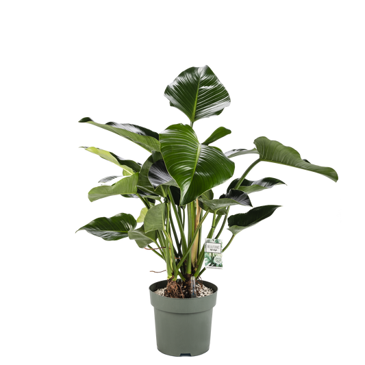 Philodendron Green Beauty am Stiel