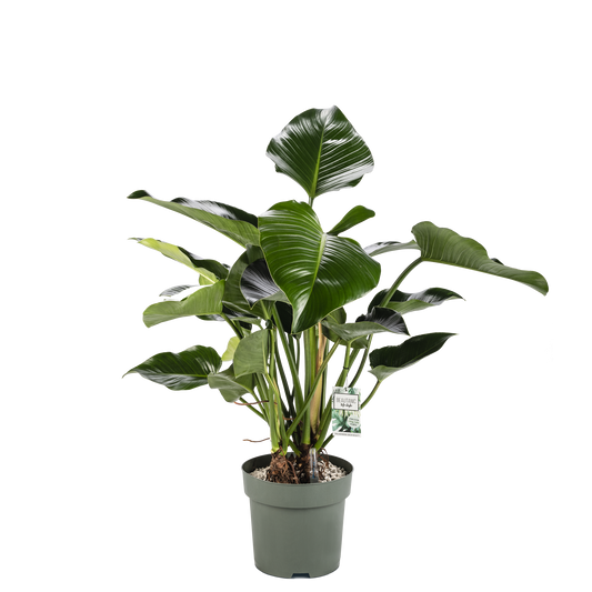 Philodendron Green Beauty on stem