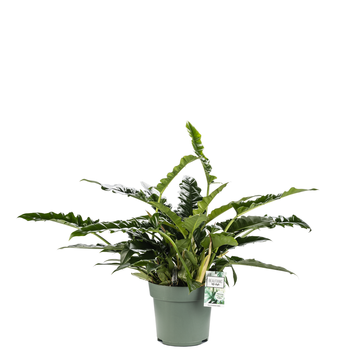 philodendron kwekerij Philodendron Narrow Escape kopen? | 70cm hoog