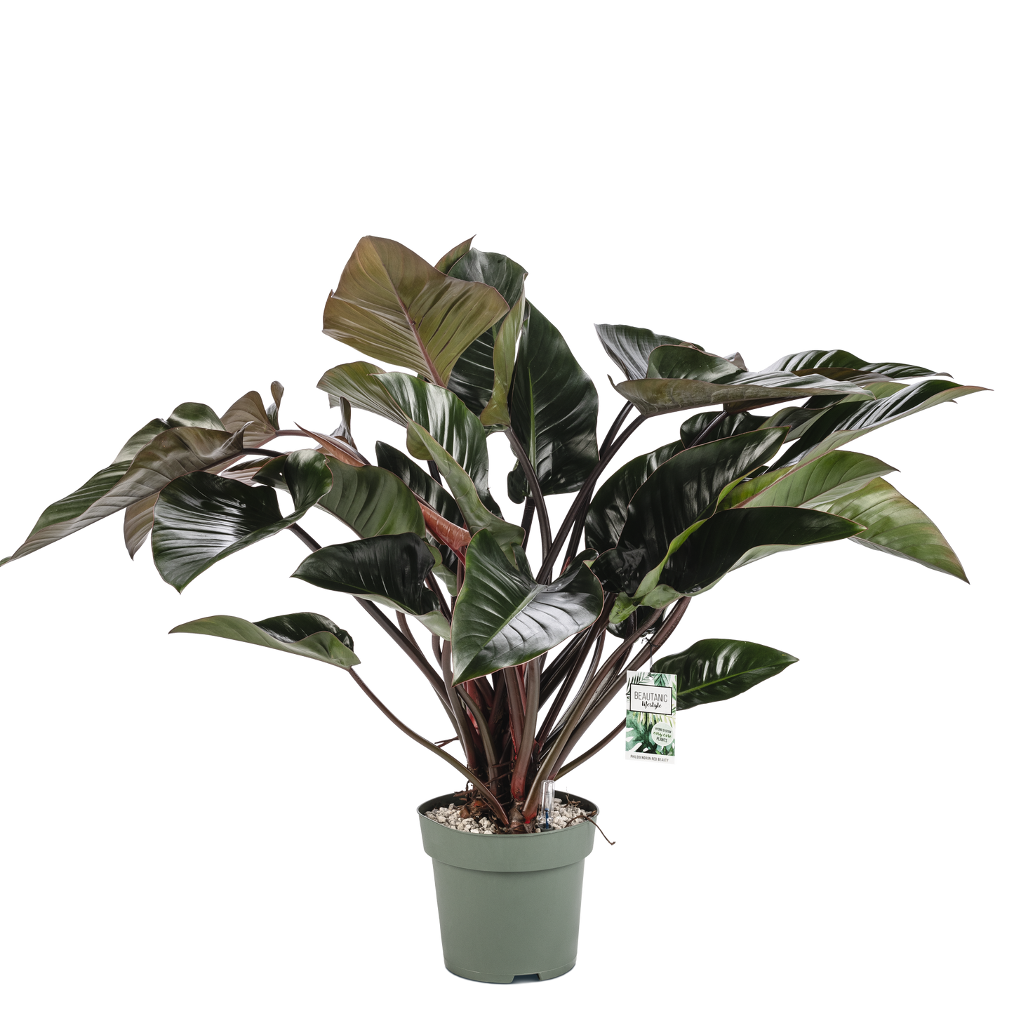 Philodendron Red Beauty