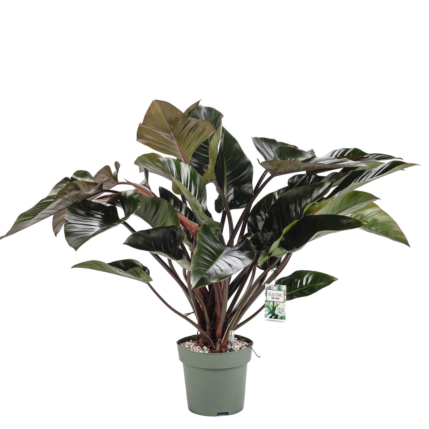 philodendron bestellen Philodendron Red Beauty kopen? | 90cm hoog