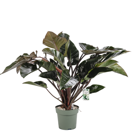 Philodendron Red Beauty