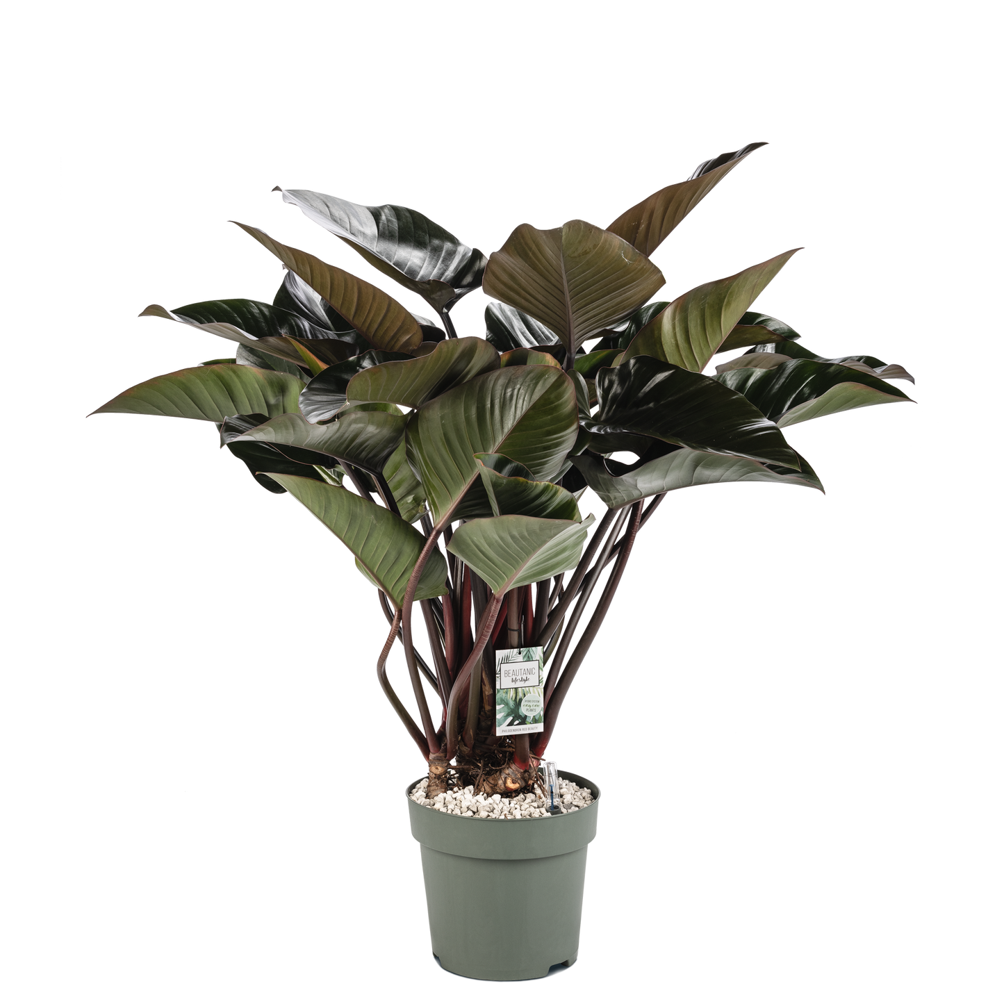 Philodendron Red Beauty op Stam