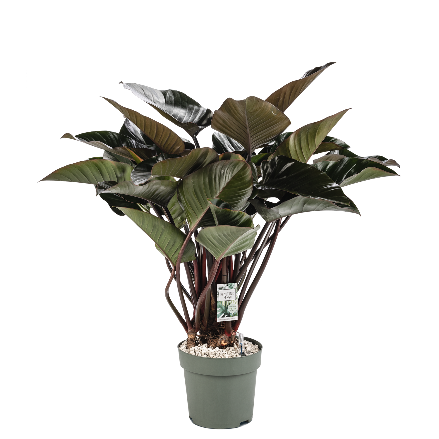 ist philodendron giftig Möchten Sie Philodendron Red Beauty kaufen? | 110cm hoch