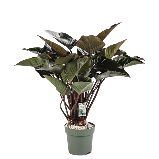 Philodendron Red Beauty auf Stam