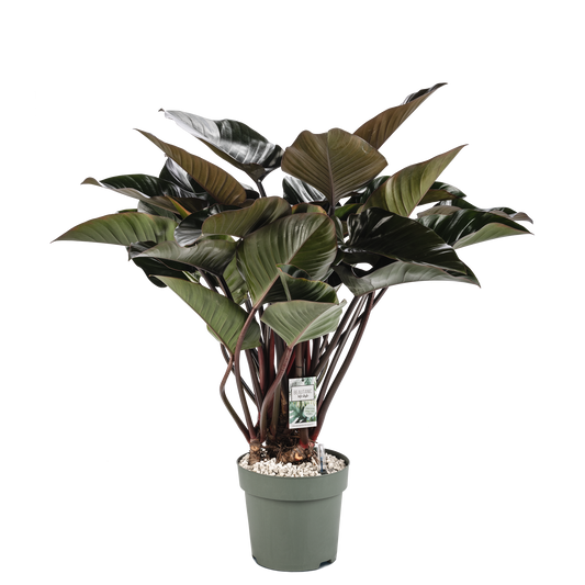 Philodendron Red Beauty op Stam