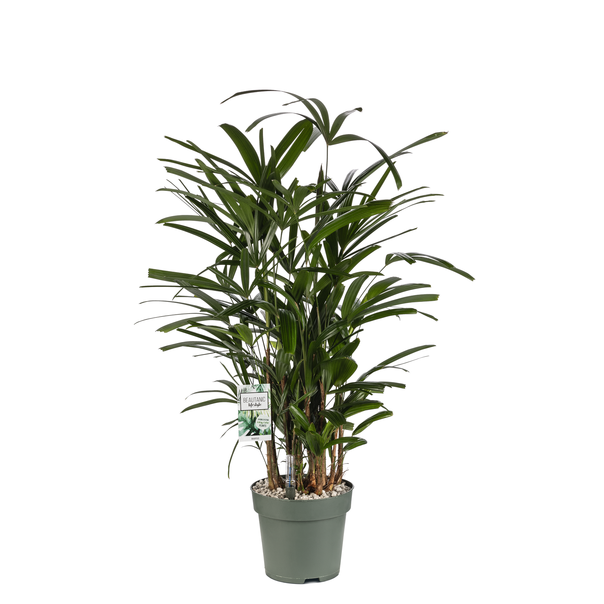 Rhapis Excelsa potmaat 24cm – Beautanic Lifestyle