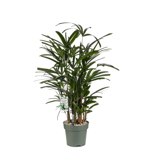 Rhapis Excelsa